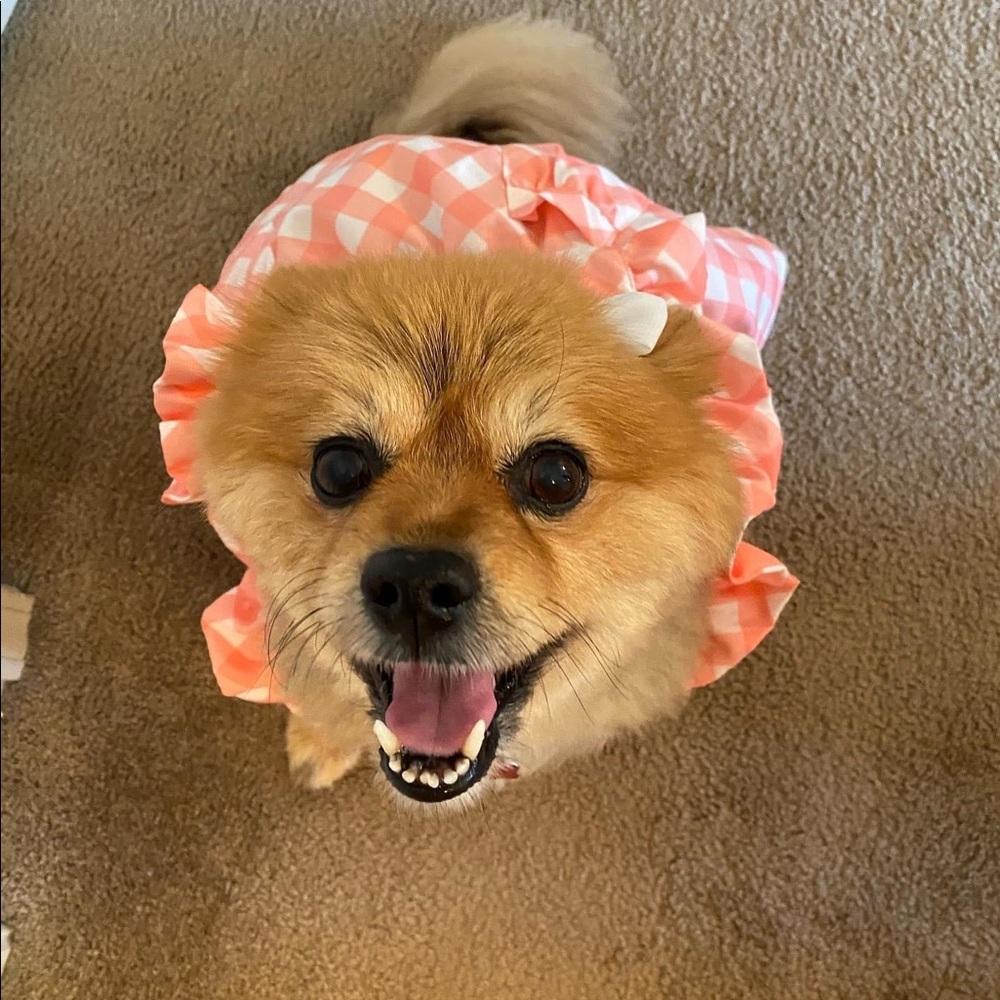 Pink Plaid Dog Dress